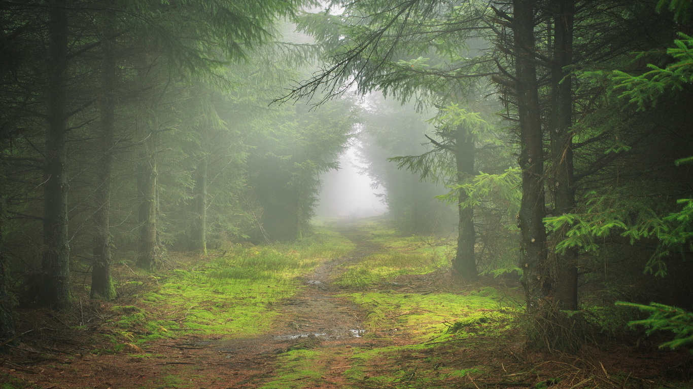 mist, path, tree, forest, lonely, leaves, tree