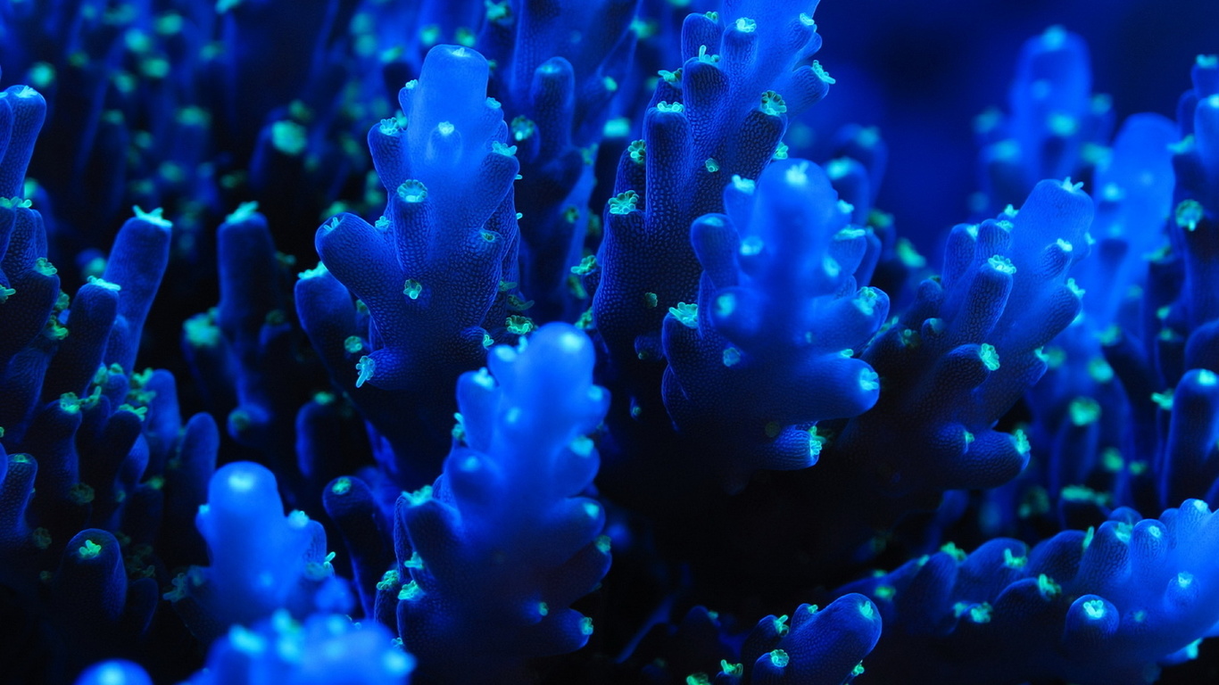 , , ,  , sea, coral, blue, sea creatures