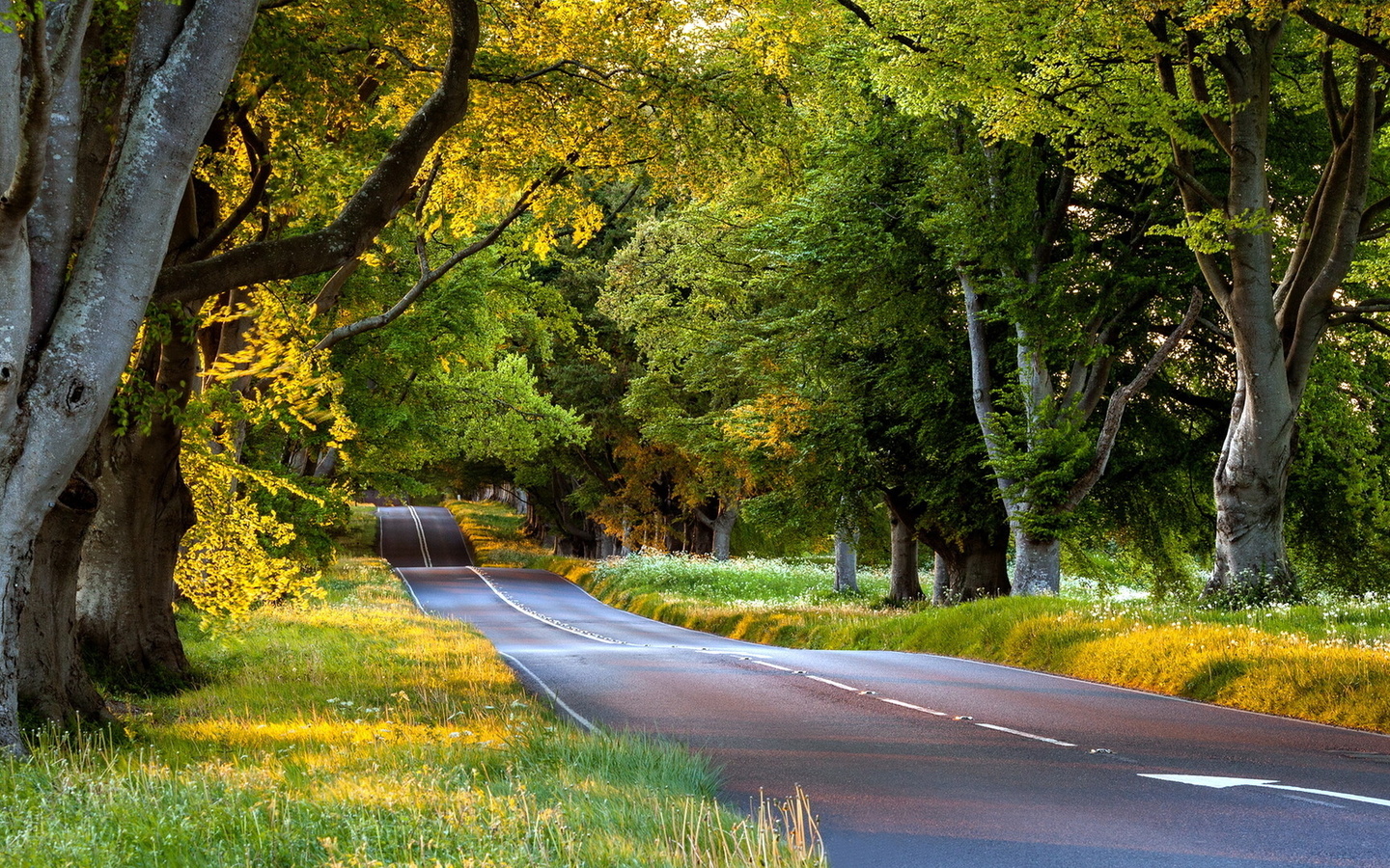 road, tree, green, leaves, natural