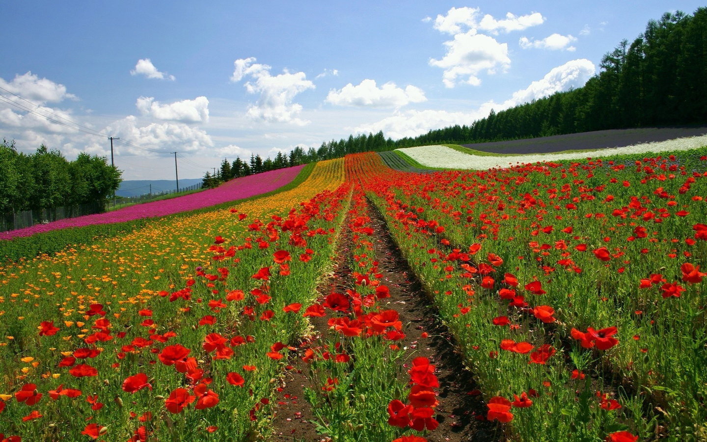 lavanda, fields, sky, flower