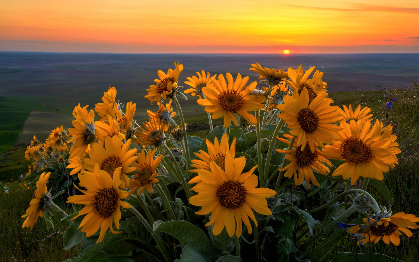 , , , steptoe butte state park, , , , , balsamorhiza sagittata