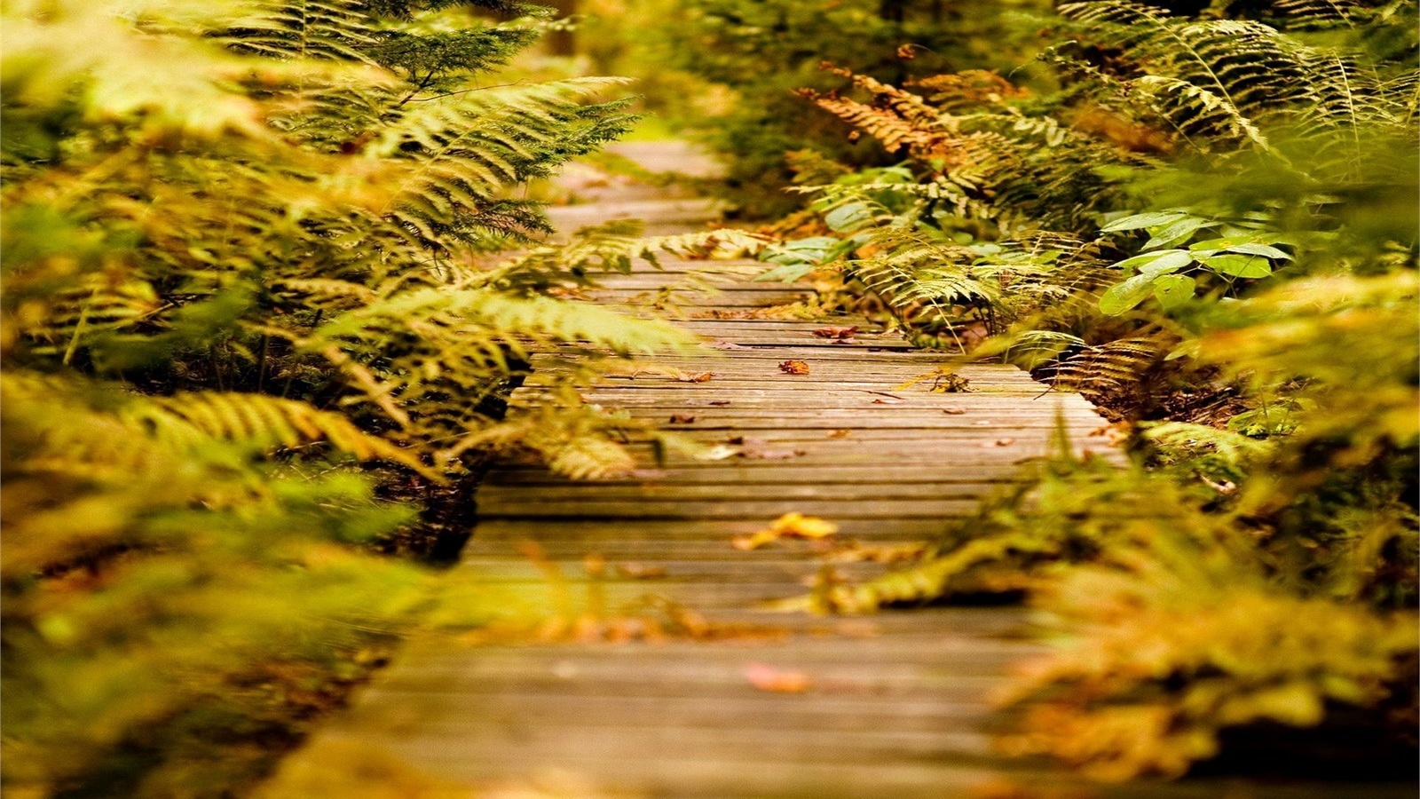 leaves, patch, forest, grass