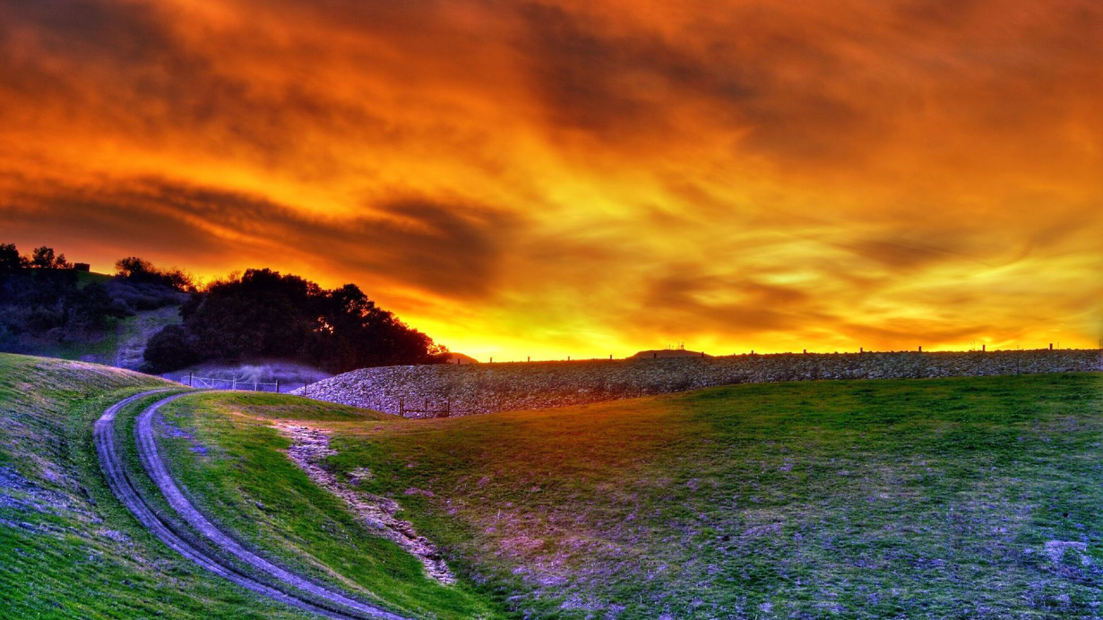 sunset, amazing, sun, sky, tree, forest