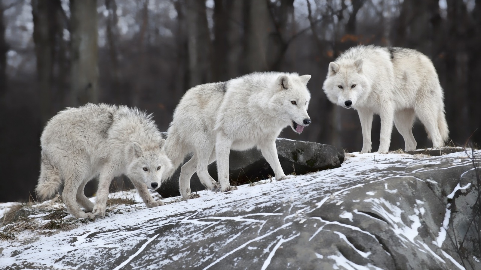 wolves, white, forest, winter, snow, 
