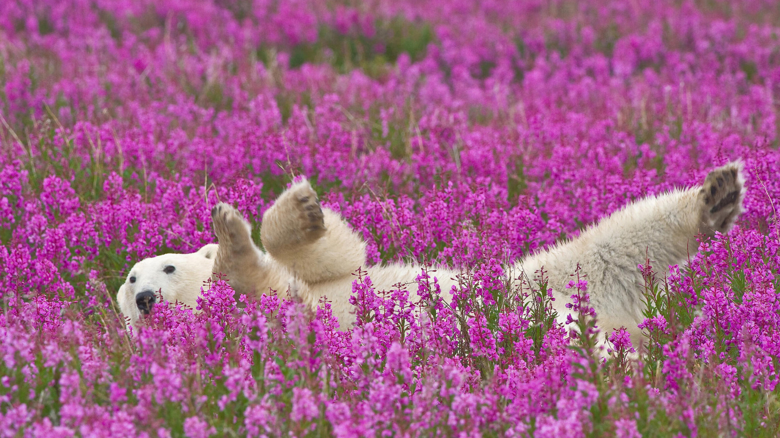 bear, flower, grass, wild