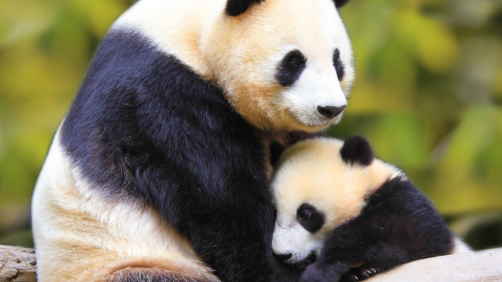 pandas, bear, mom, cub, cute