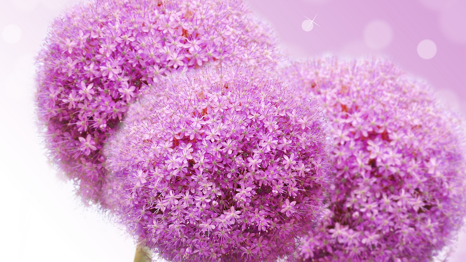 ,  , flowers lilac flowers