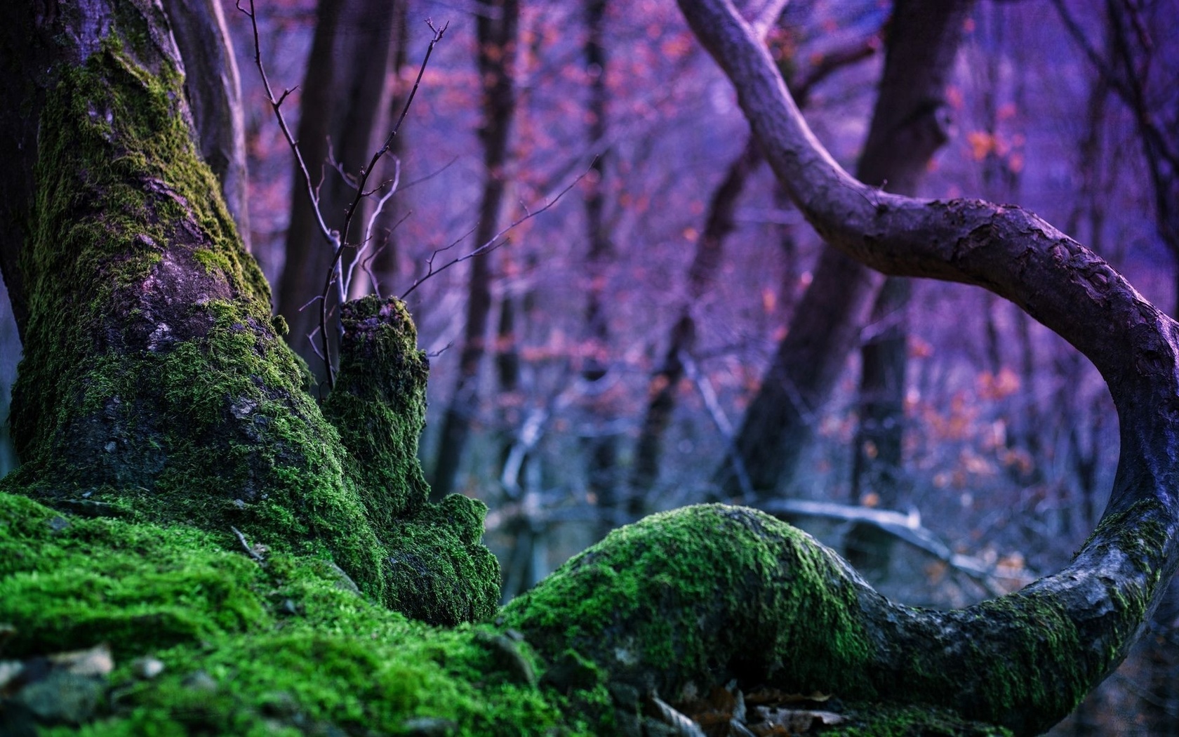 mossy, tree, trunk, forest