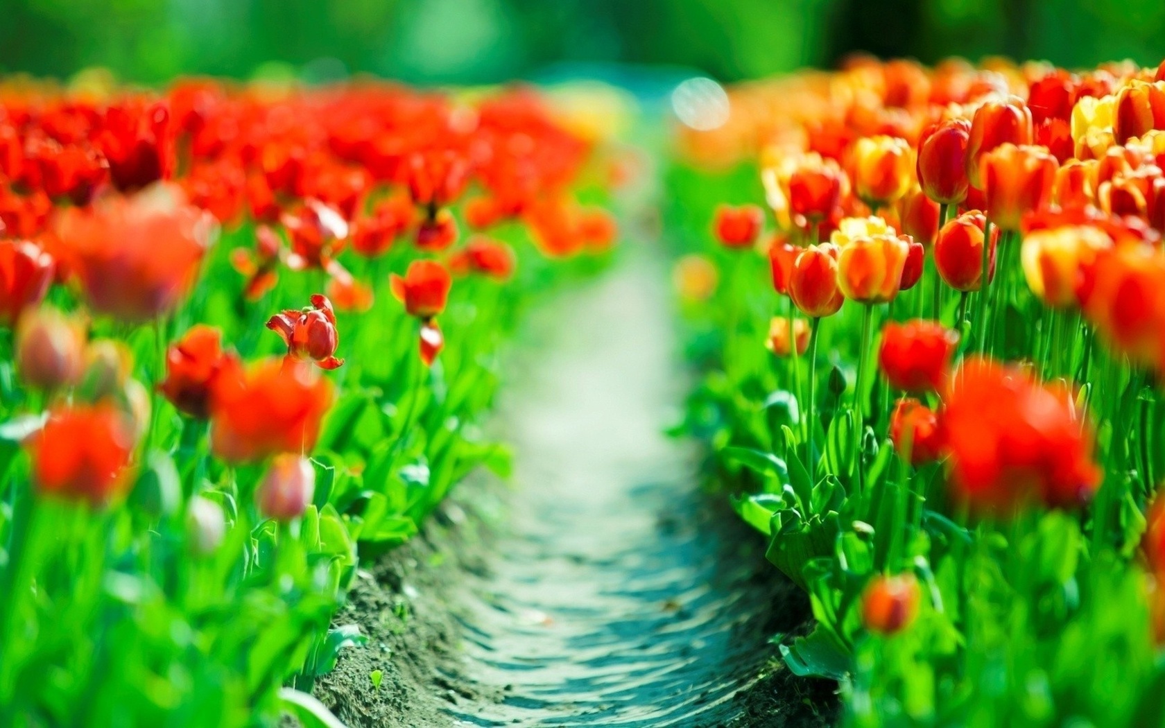 tulips, flower, fields, red