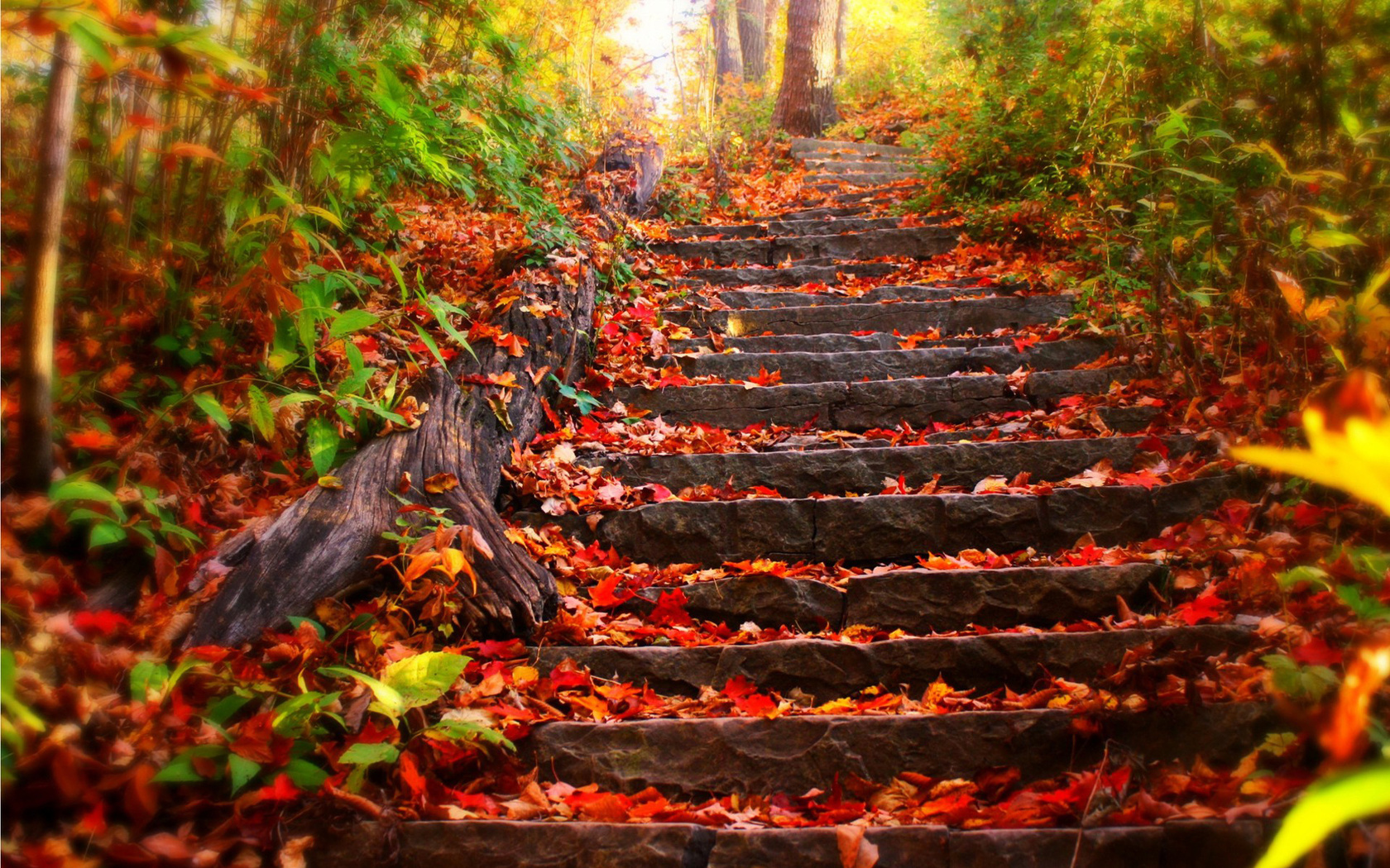 autumn, leaves, road, tree, path, 