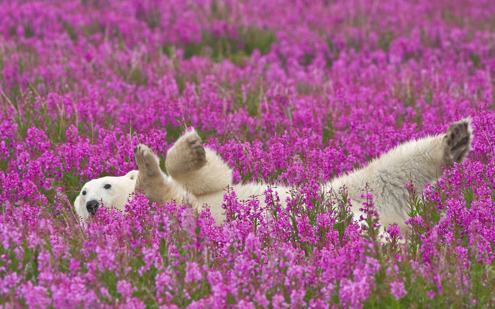 bear, flower, grass, wild