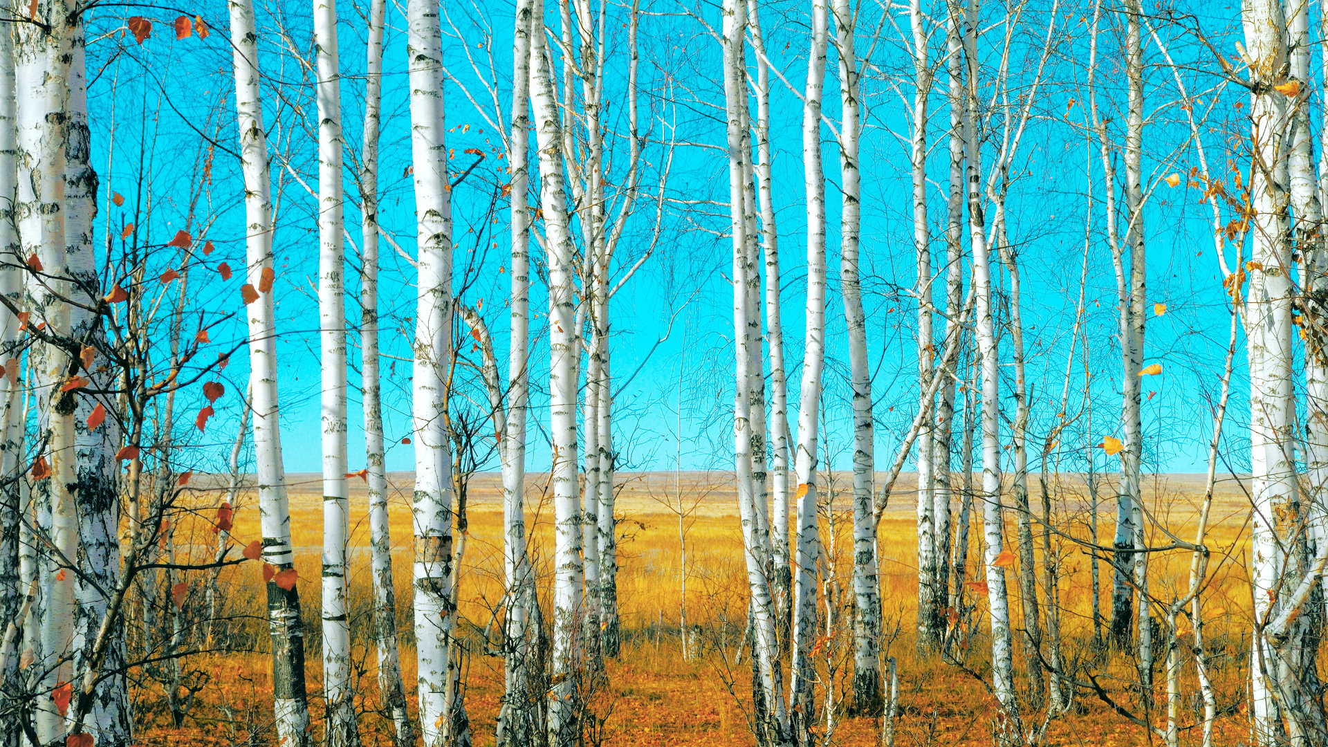 birch grove, grass field, beautiful nature, landscape, , 