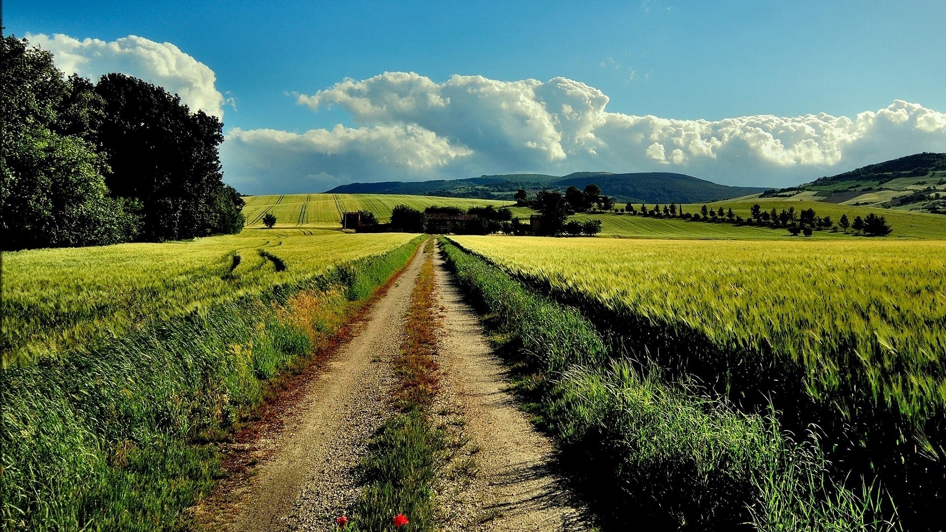 road, green, path, tree