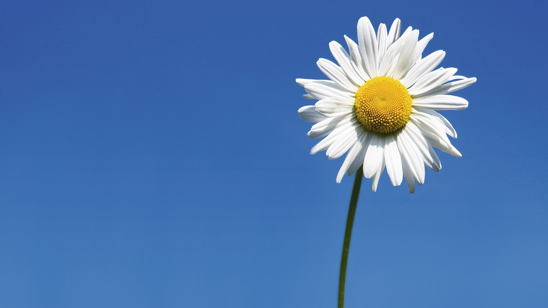 sunflower, fileds, branch, flower, sky