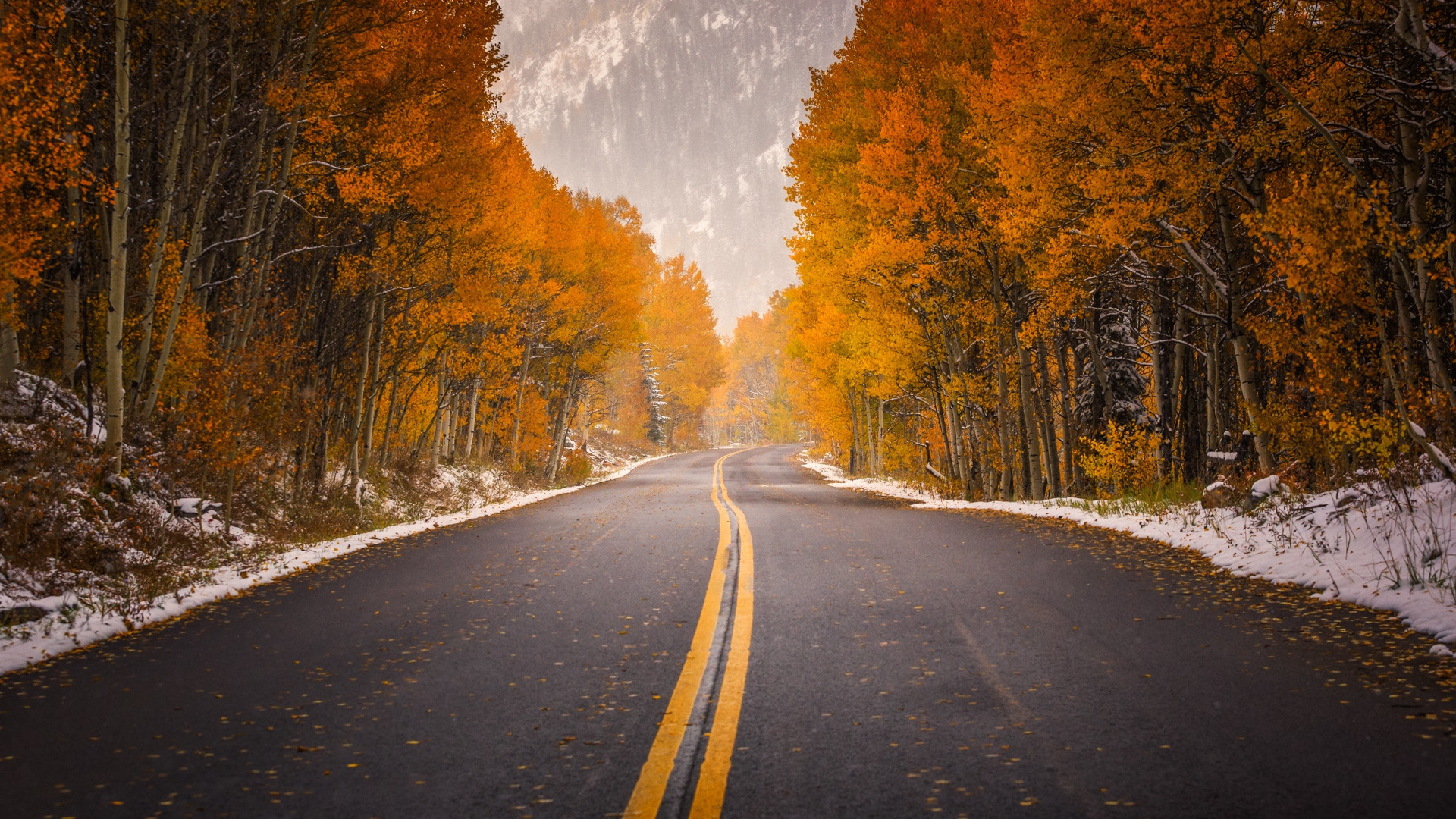 road, tree, leaves, autumn, 