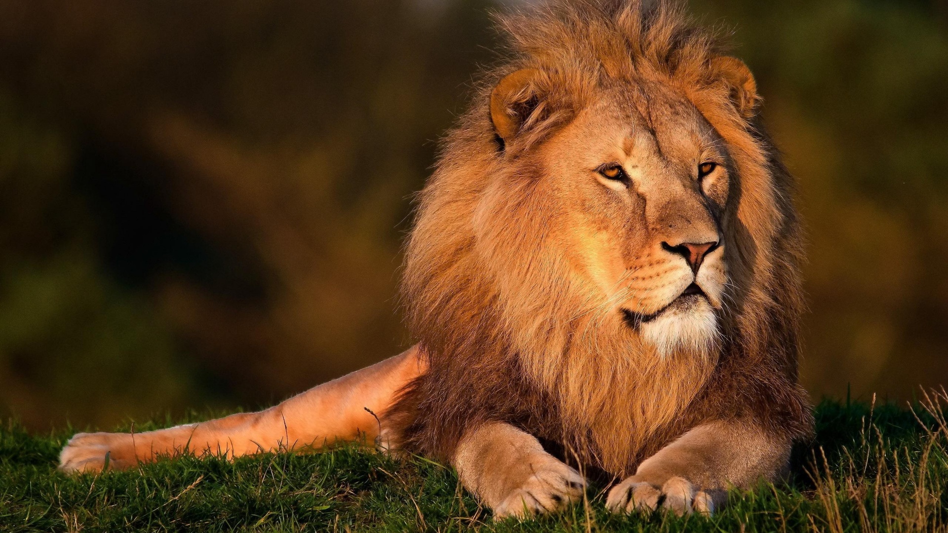 lion, majestic, king, wildcat