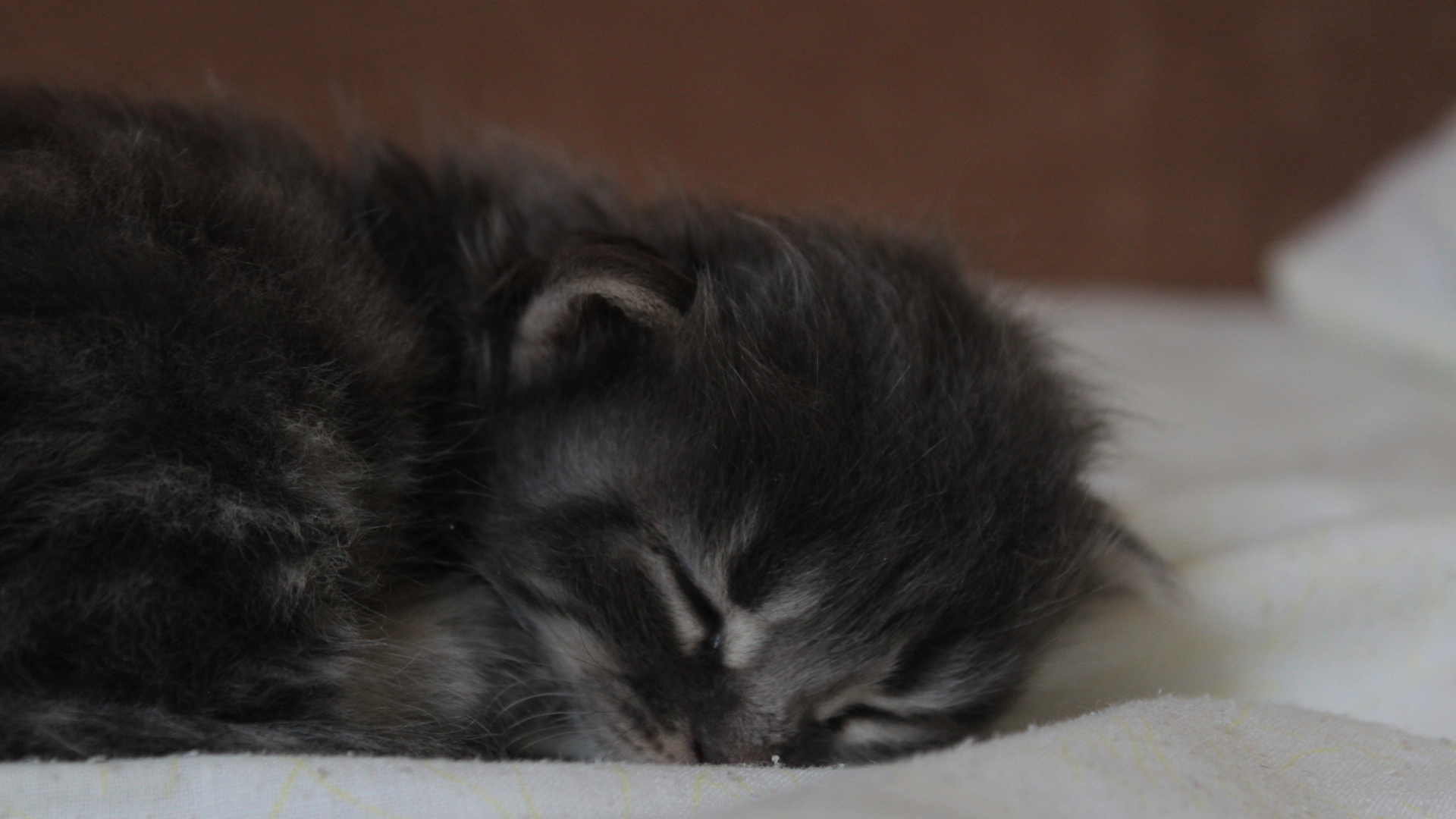 3 котенка спать. Спящий котик. Маленький спящий котенок. Спящий серый котенок.