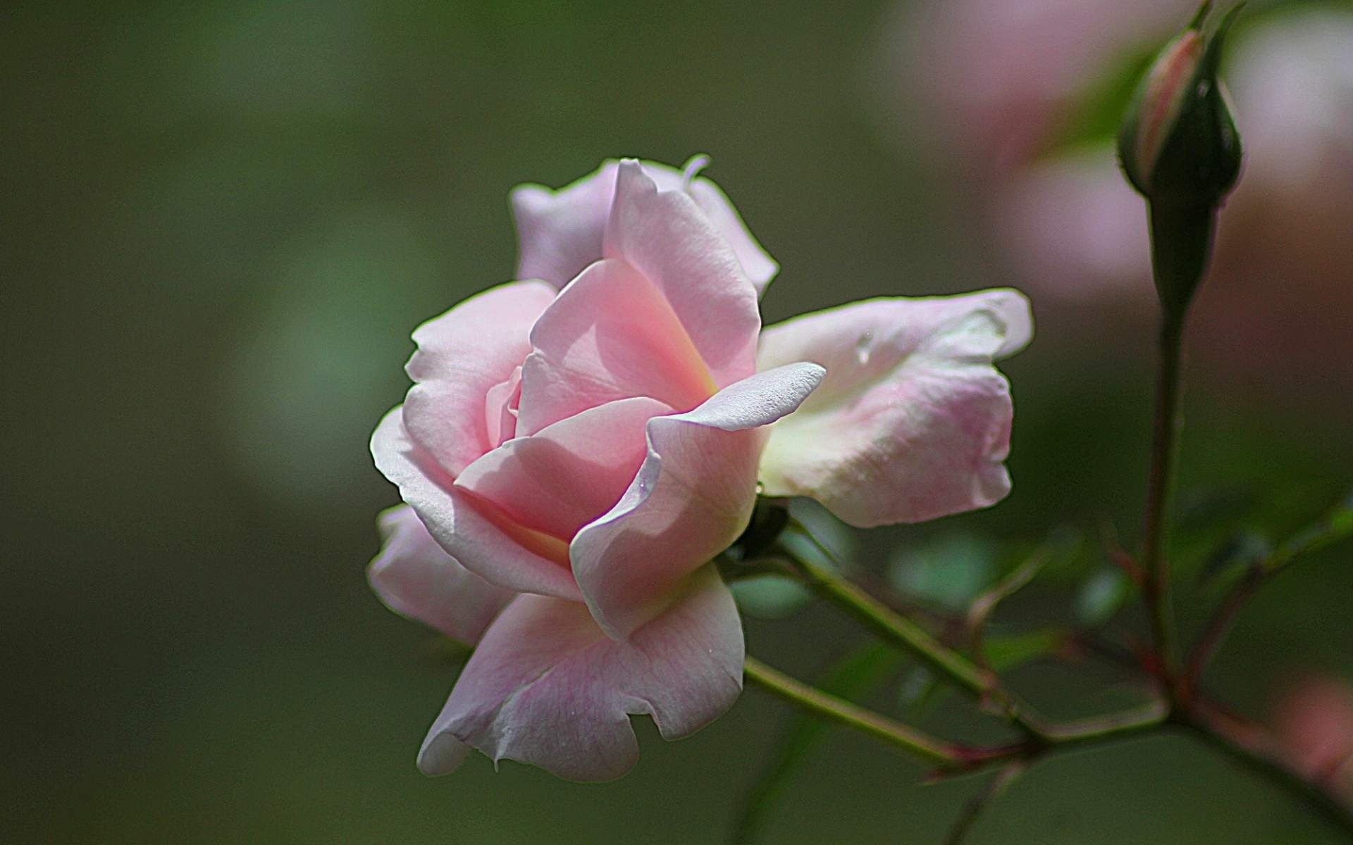 rose, pink, branch, flower