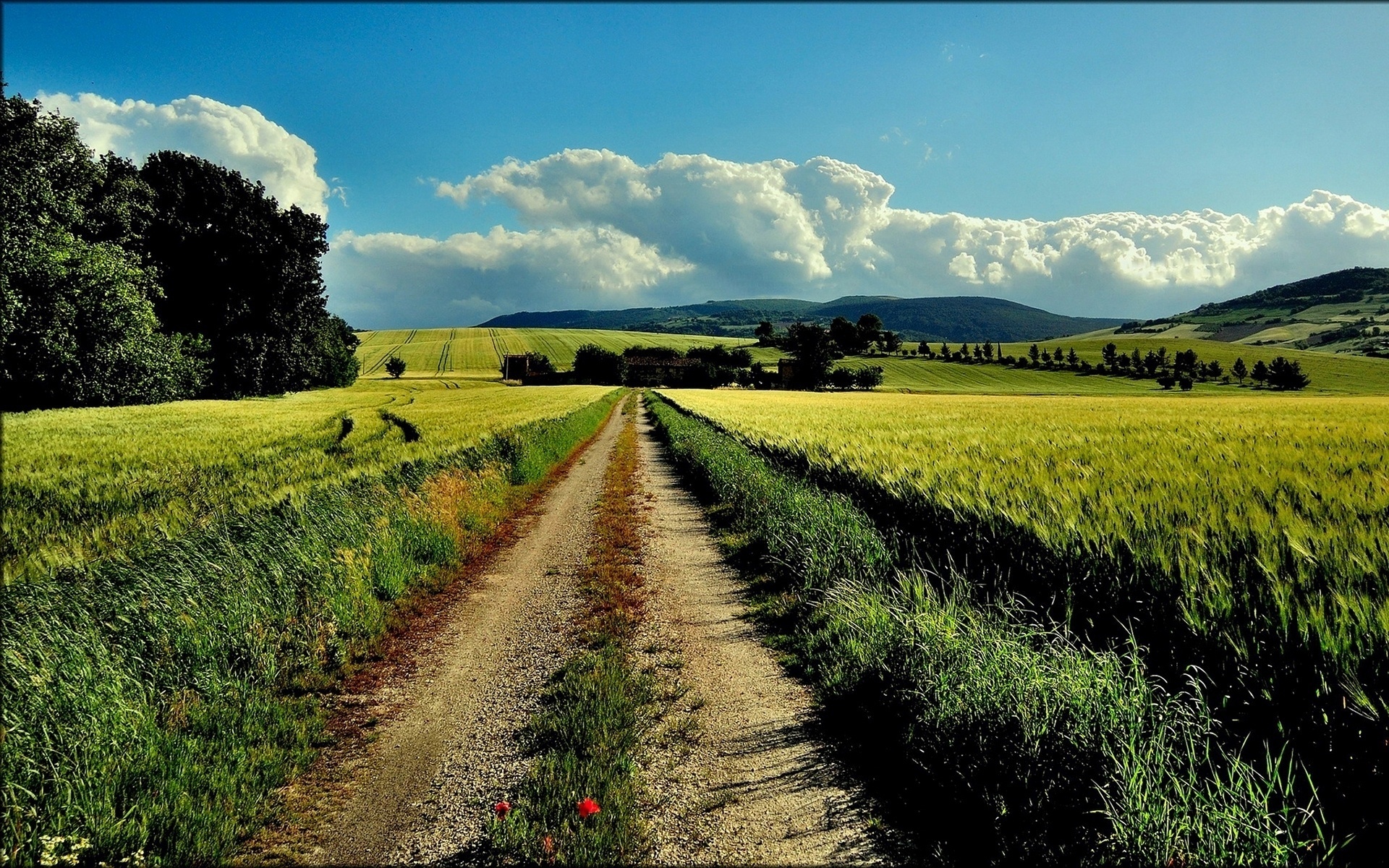 road, green, path, tree