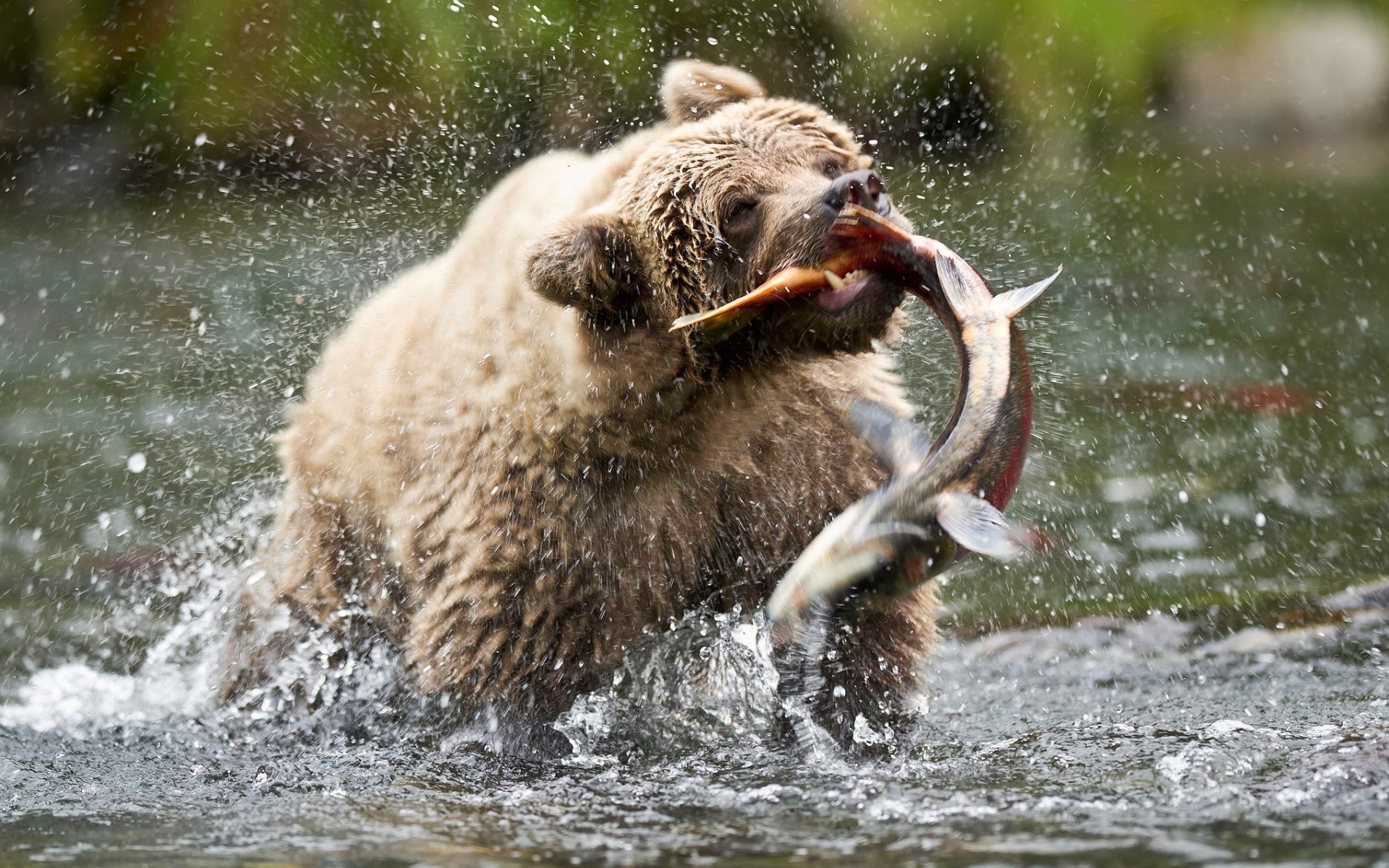 bear, hunting, fish, water, wild, 