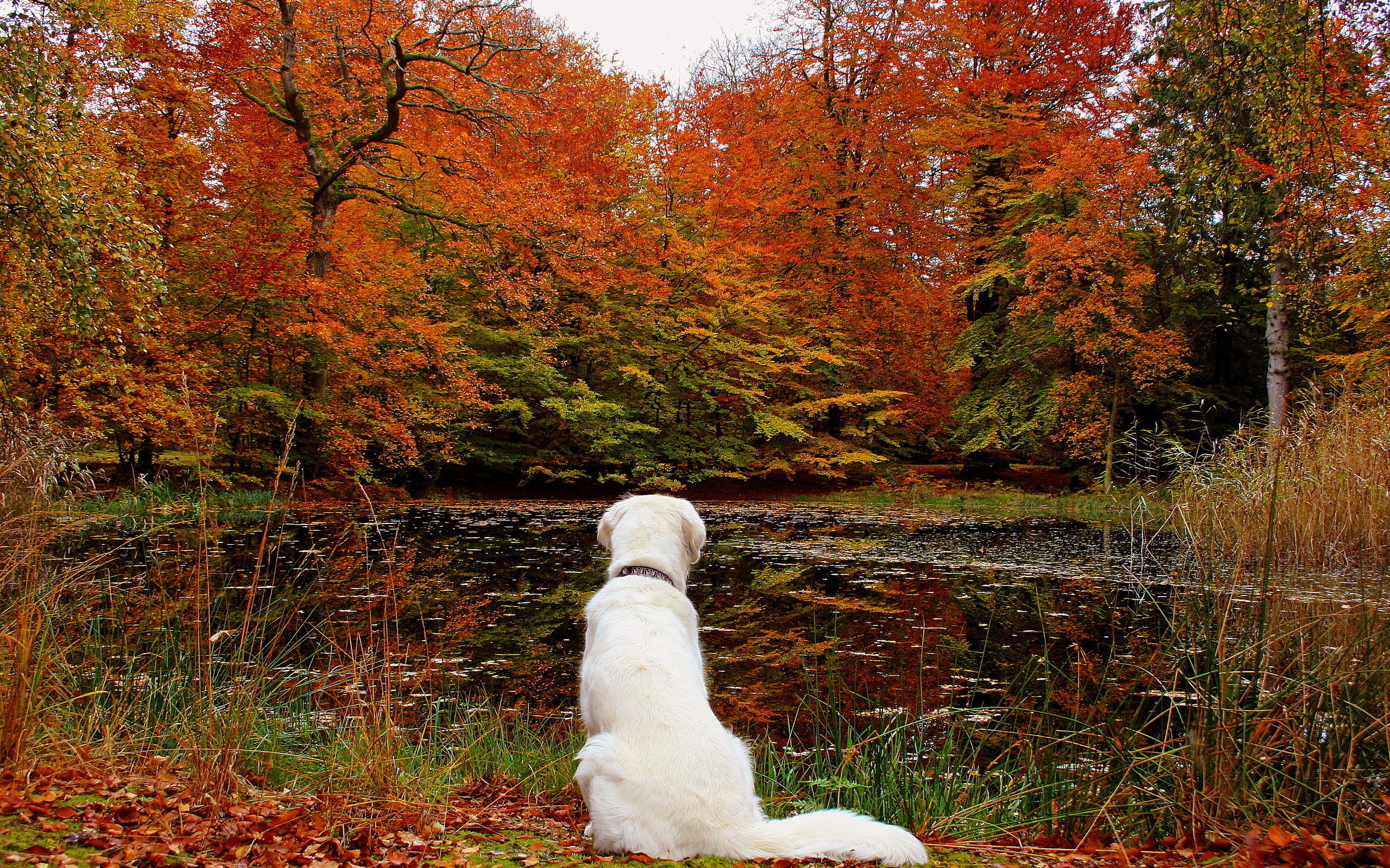 dog, leaves, lake, cute, autumn
