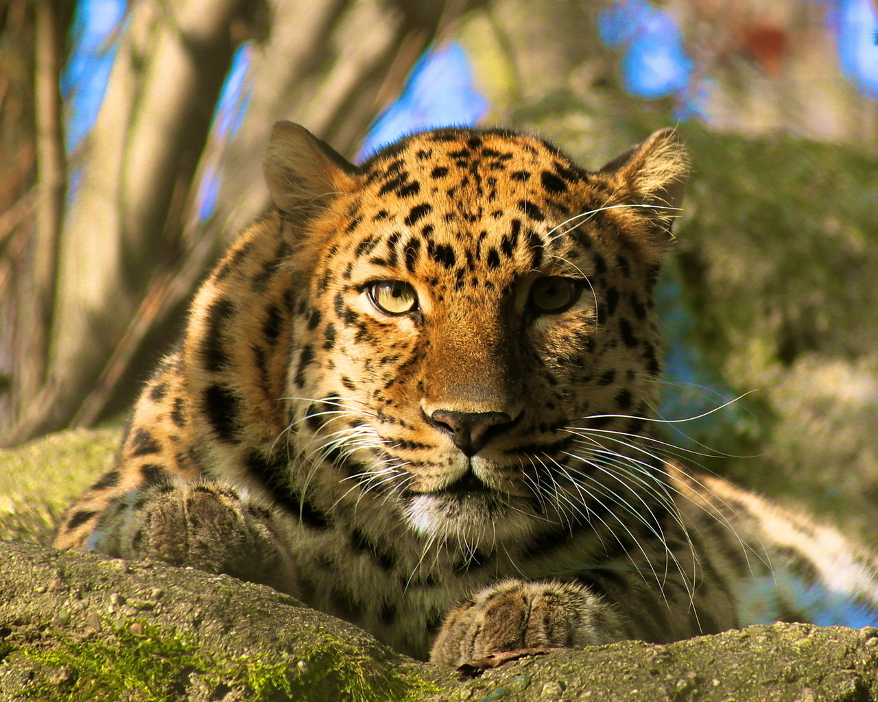 , amur leopard, , , , 