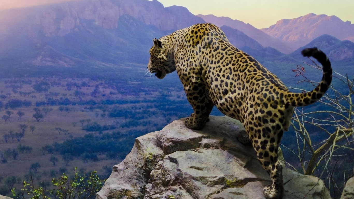 jaguar, cats, moutains, sky