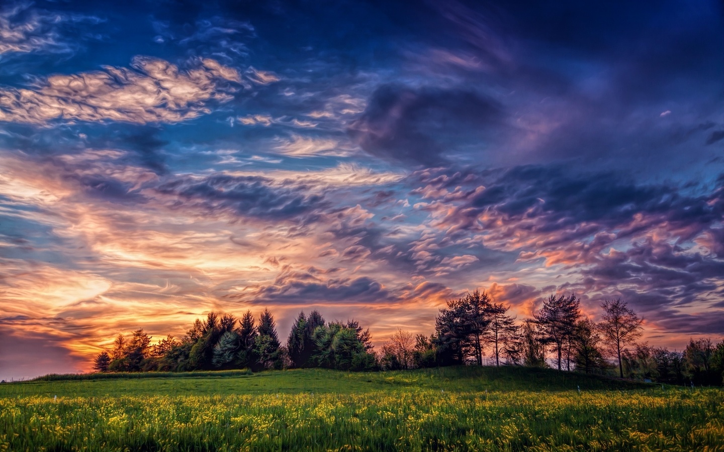 nature, landscape, trees, field flowers, the sunset, , , , , , 