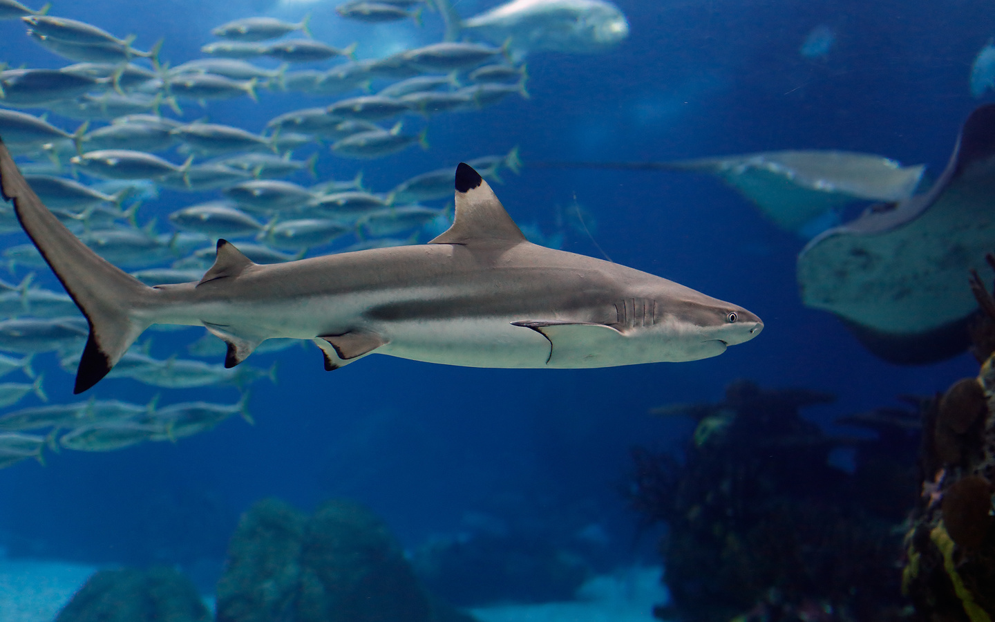 lisbon shark, fishes, underwater, ocean, sea,  , ,  , , , 