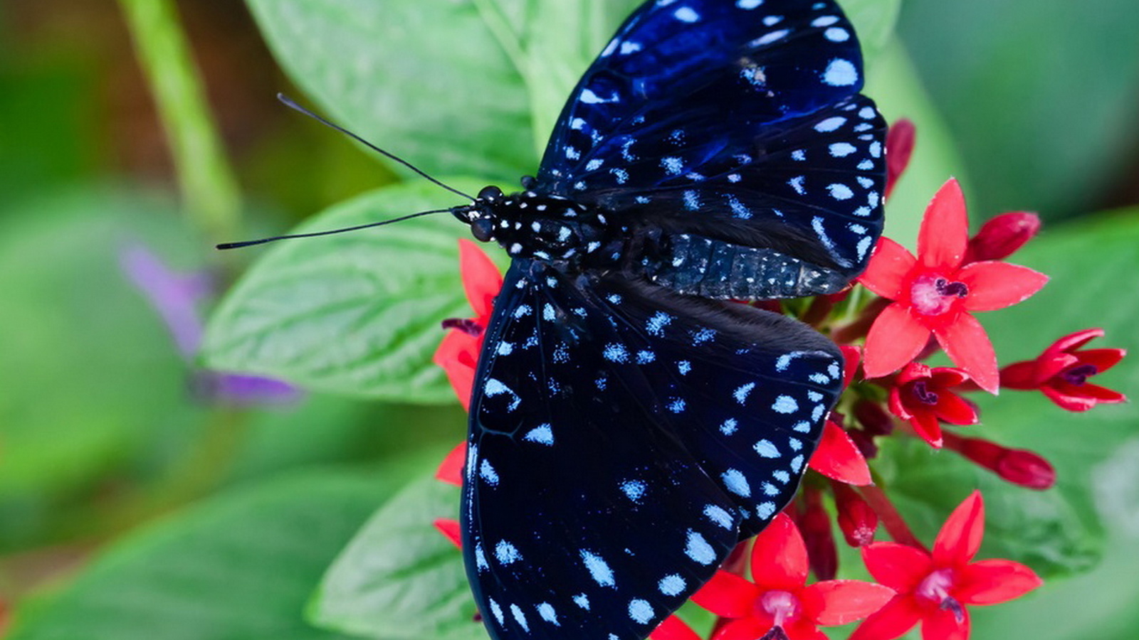 Видео где бабочка. Красивые бабочки. Экзотические бабочки. Тропические бабочки.