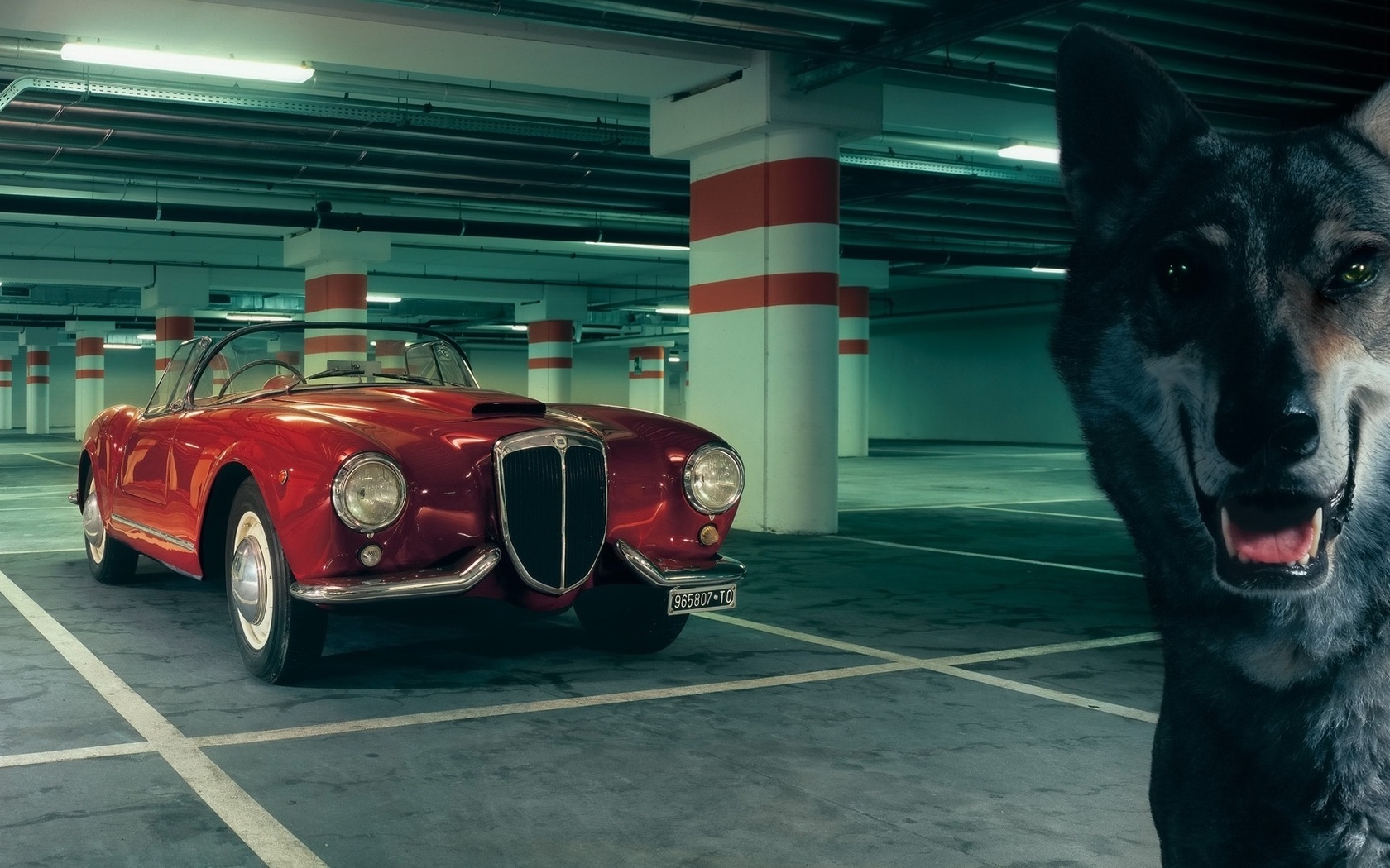 lancia, aurelia, gt, convertible, 1954, , , , , , , , wolf, 