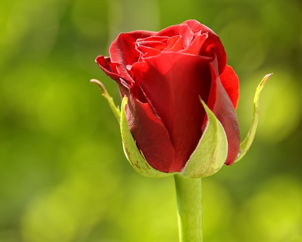 red, rose, flower, branch