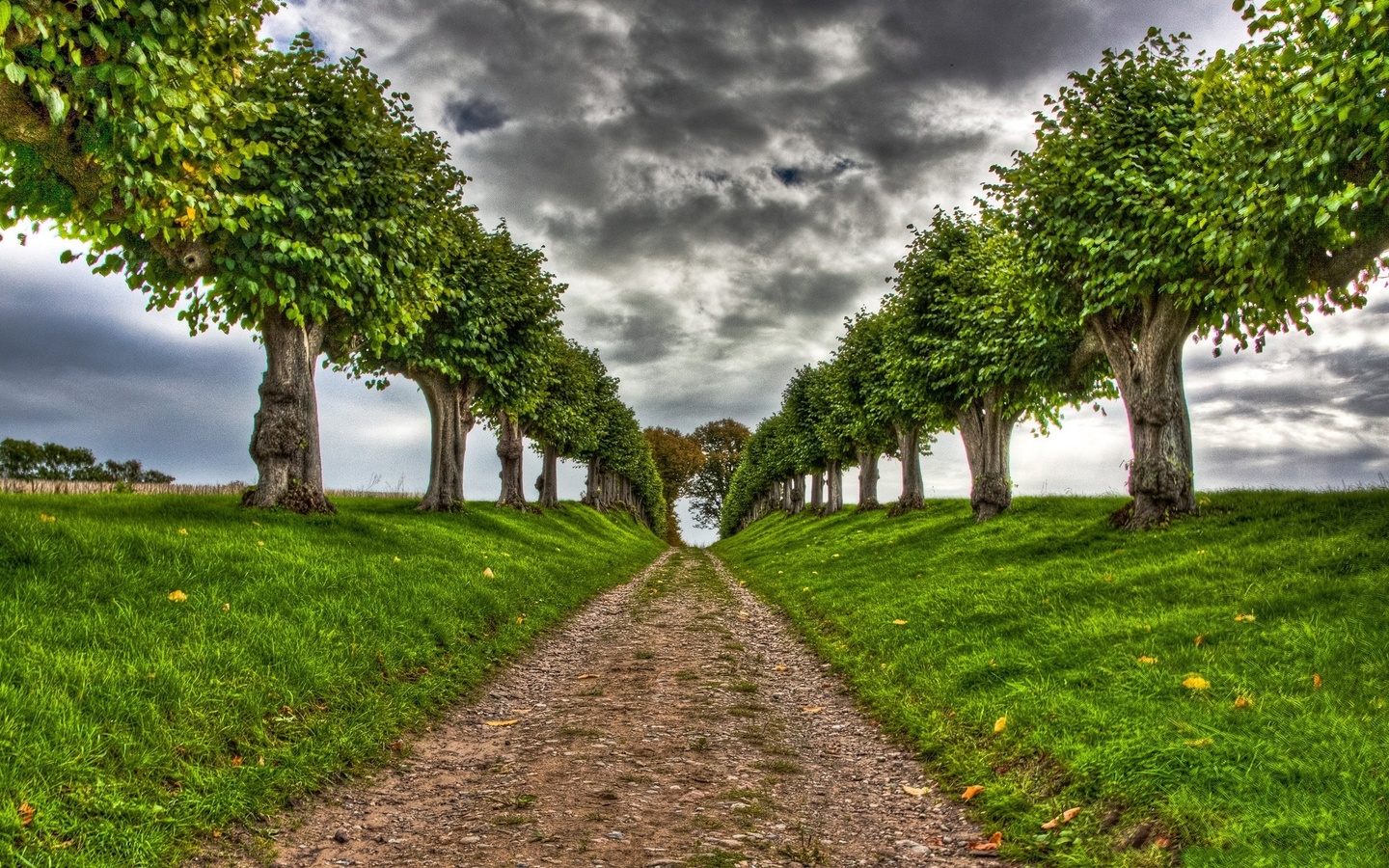 road, tree, path, green