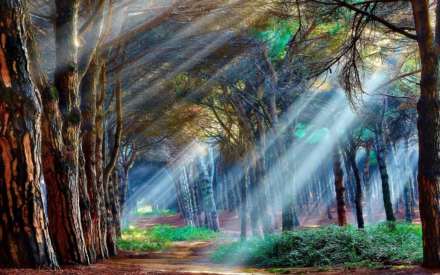 amazing, sunlights, tree, forest