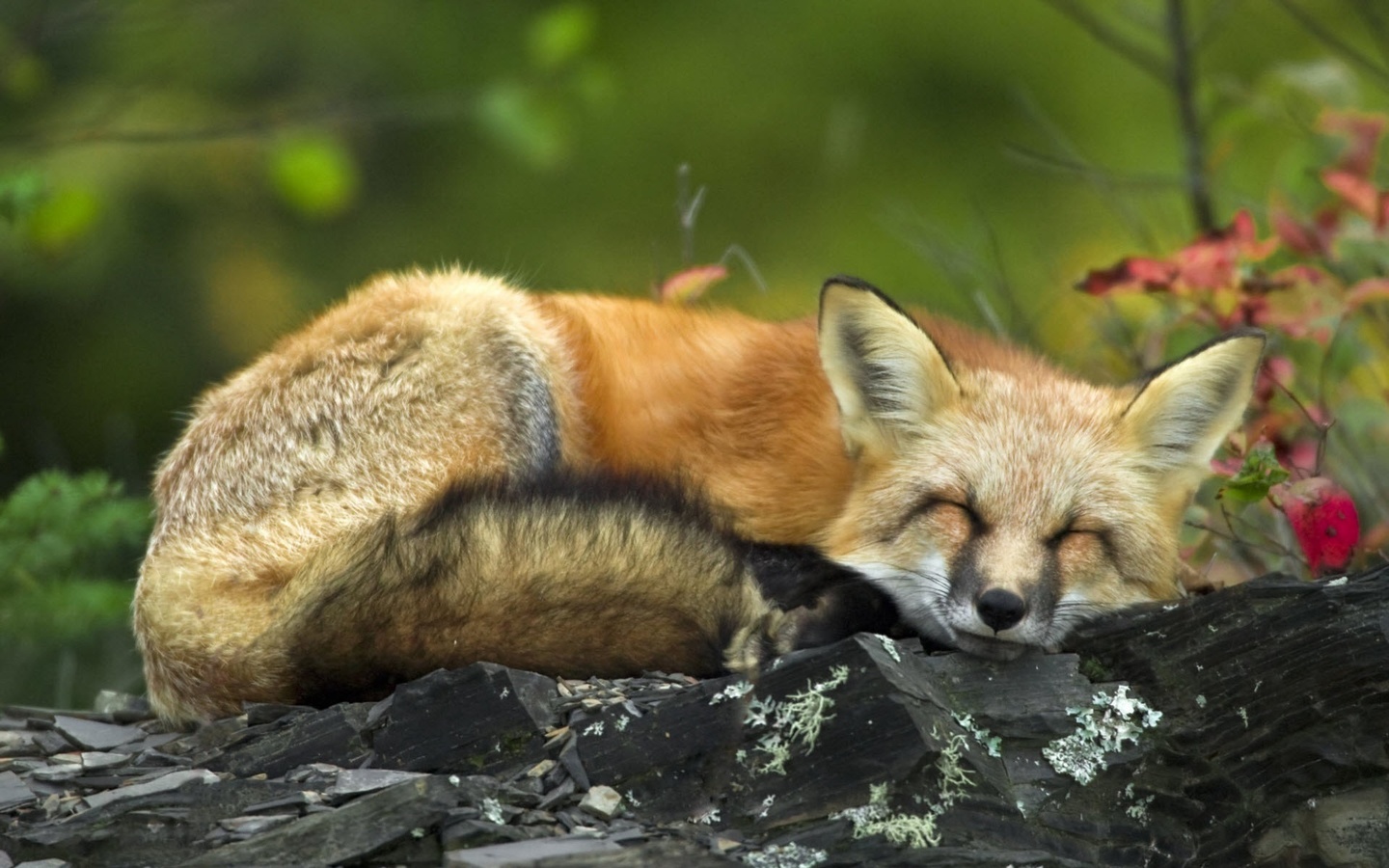 fox, sleeping, wild, forest