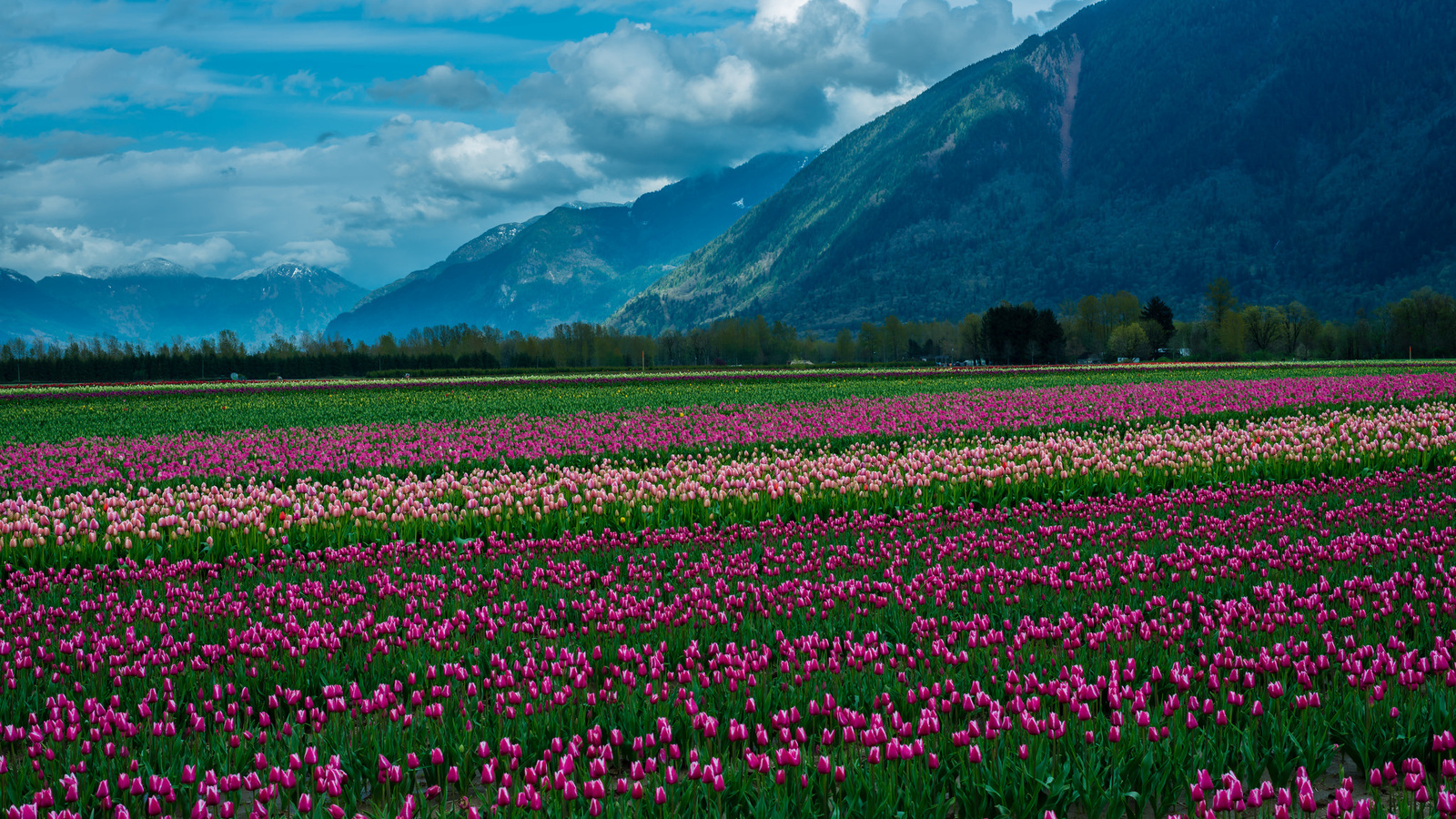 , , , , , , , , nature, landscape, mountain, snow, clouds, the field, tulips, flowers