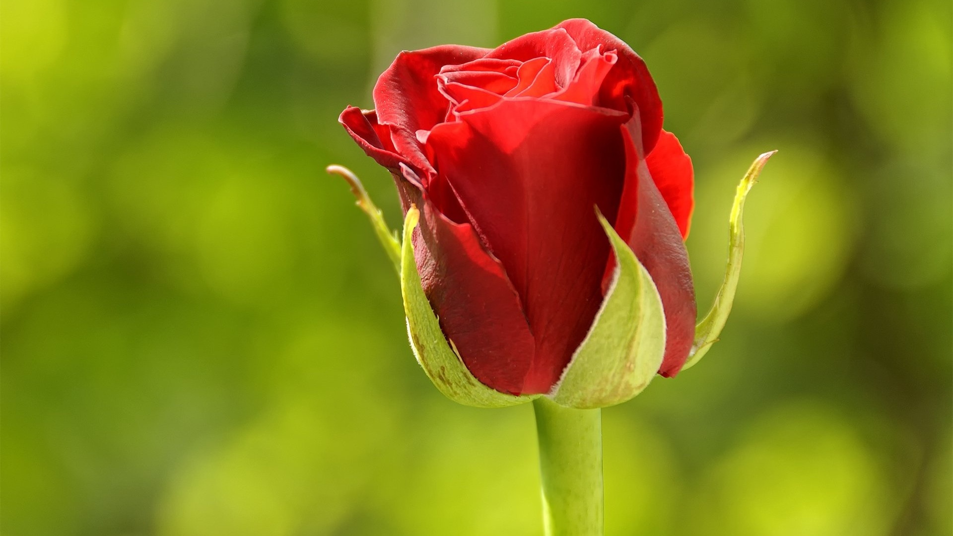 red, rose, flower, branch