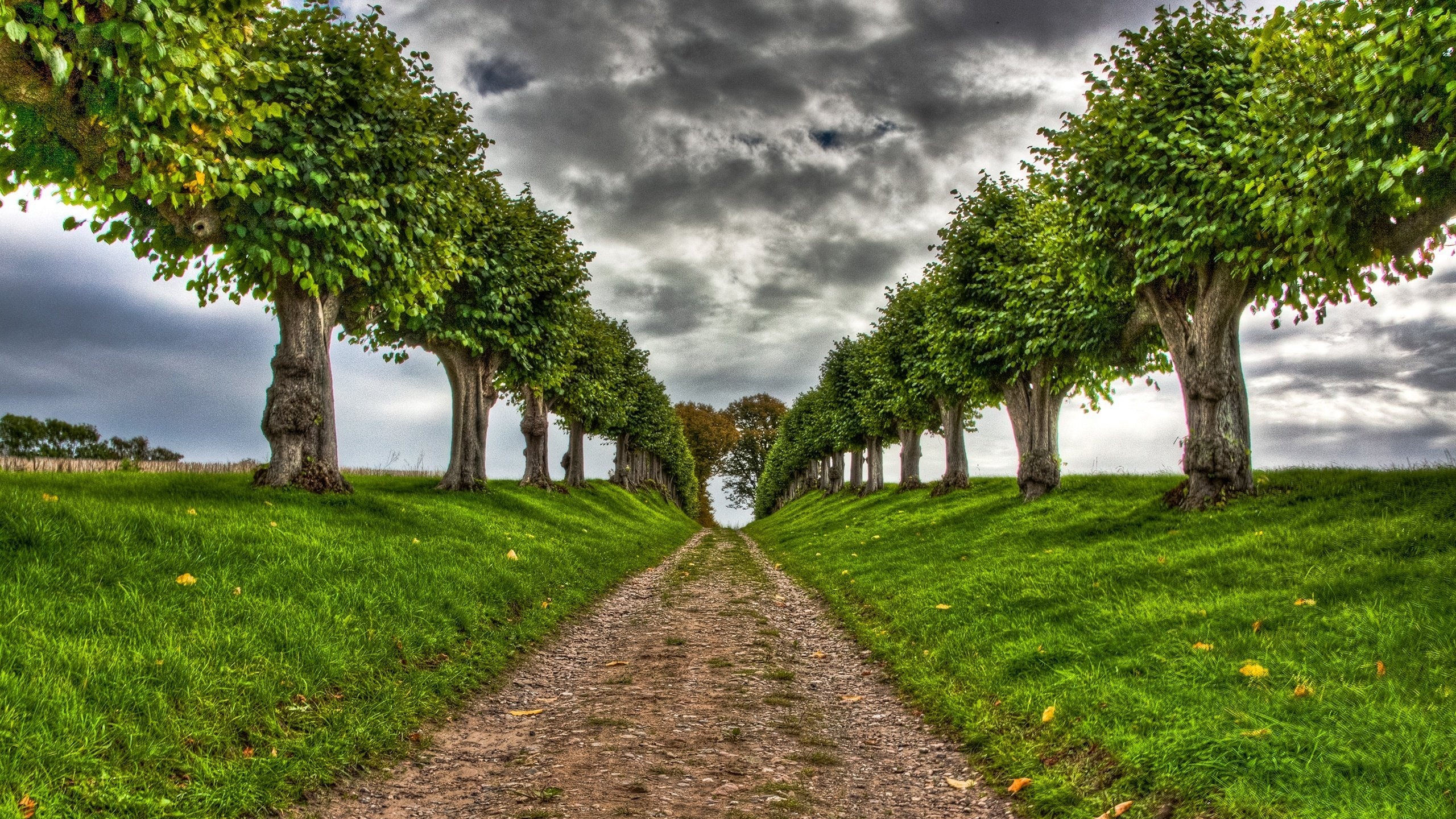 road, tree, path, green