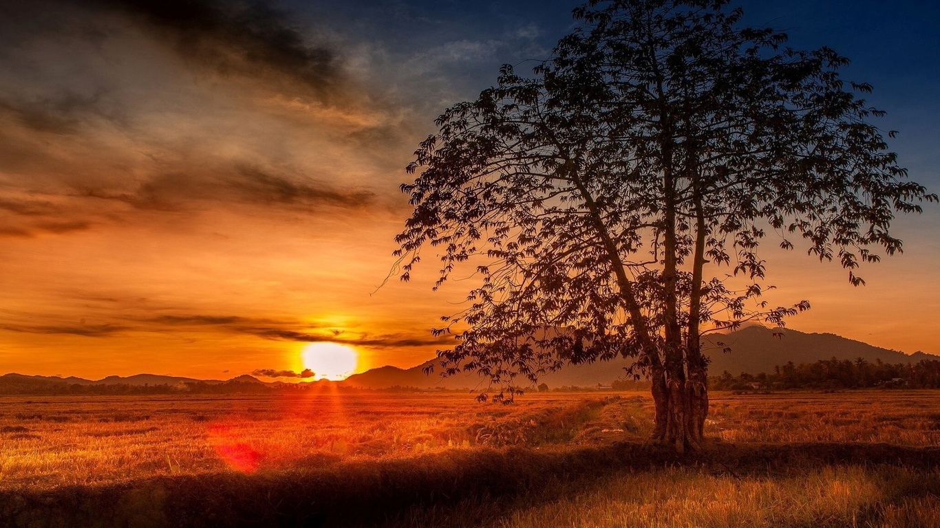 sun, sunset, fields, tree