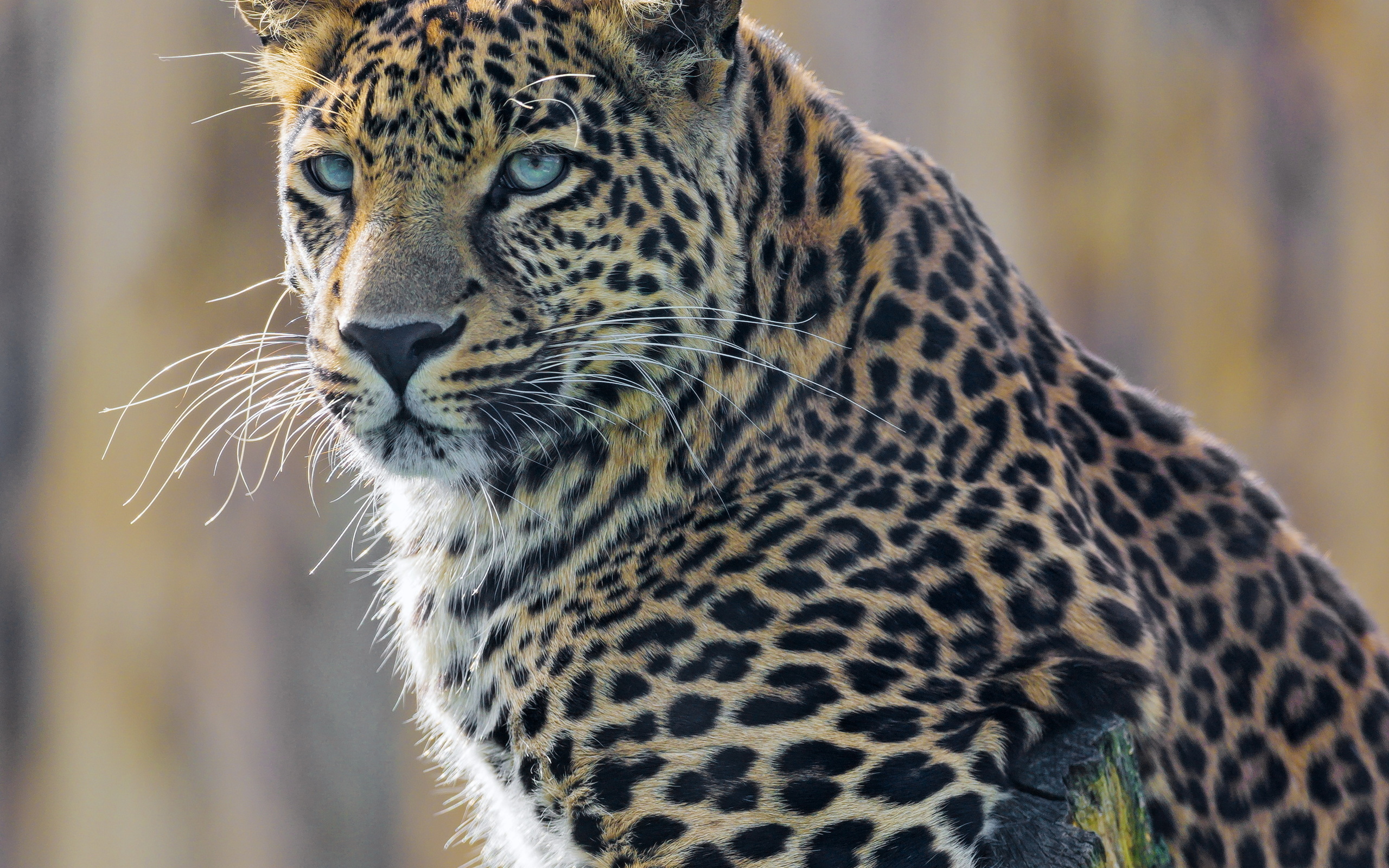 young, male, leopard, posing, branch