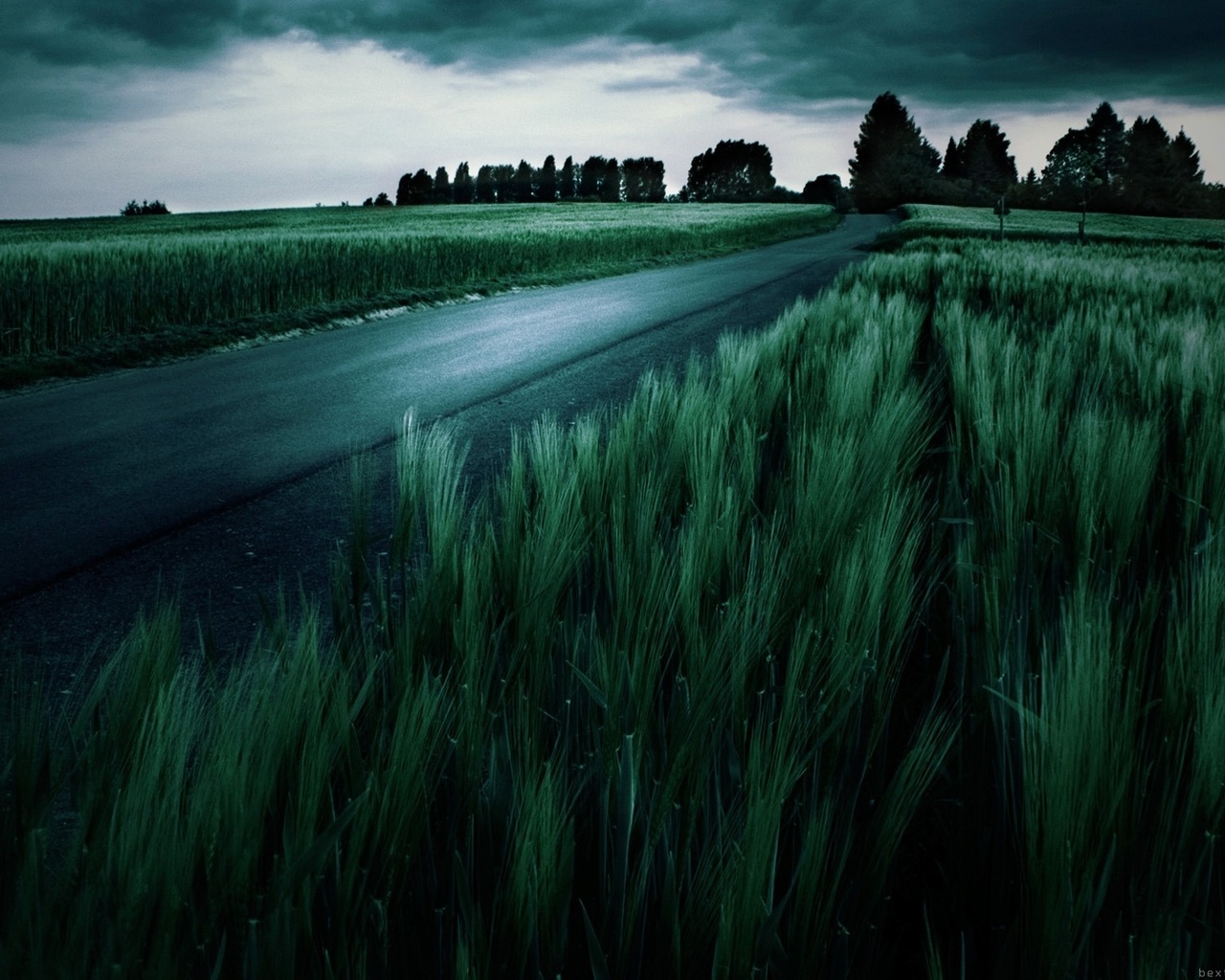 dark, fields, tree.clouds