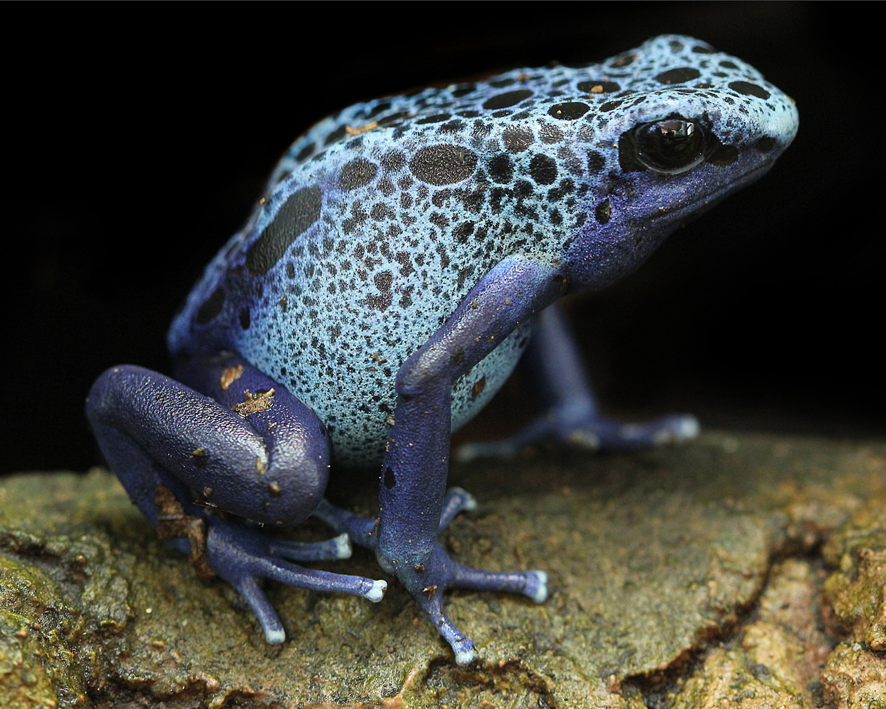 blue poison arrow frog, frog, blue poison dart frogs