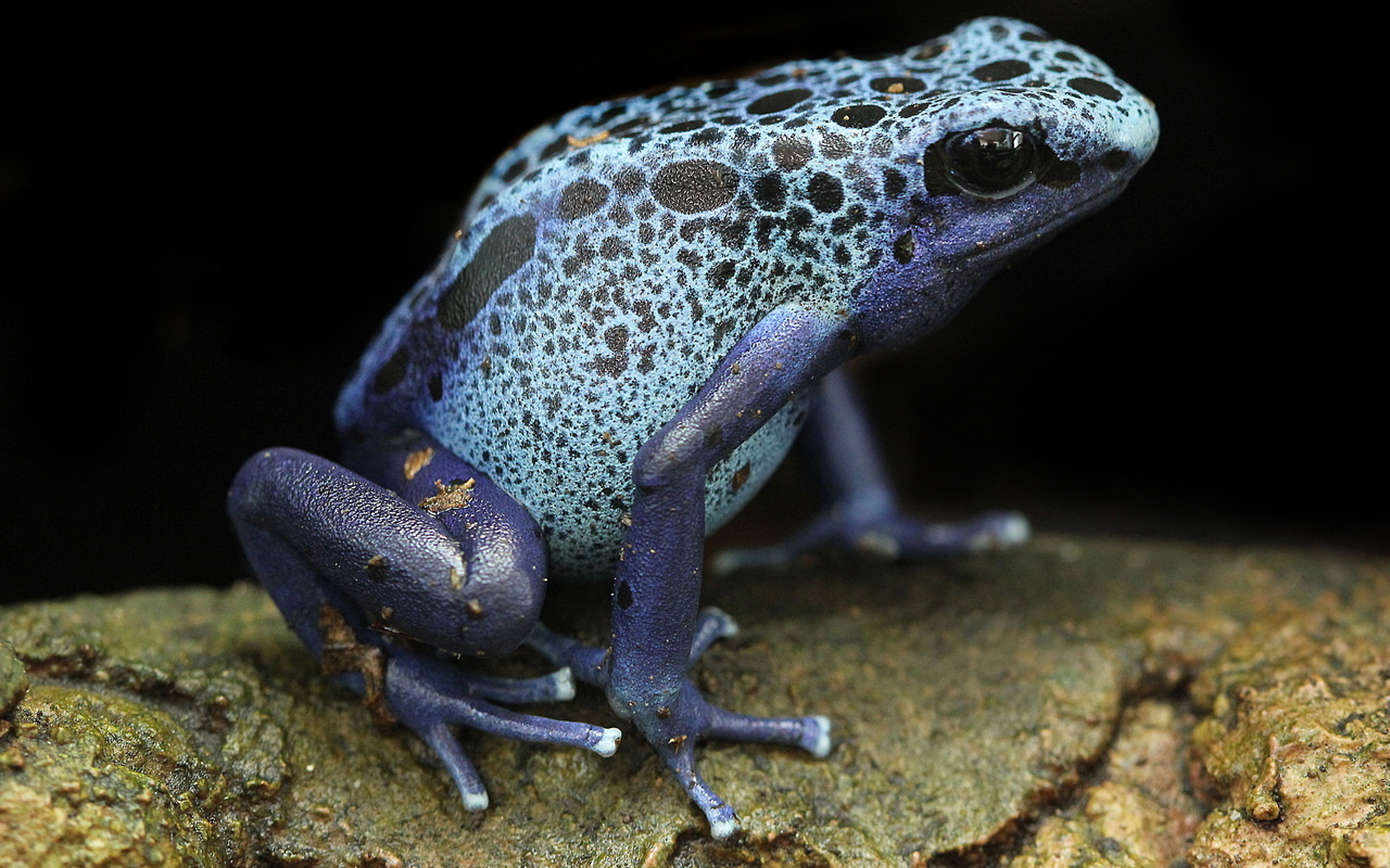 blue poison arrow frog, frog, blue poison dart frogs