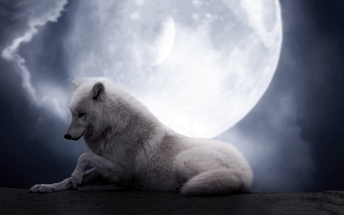 wolf, moon, white, wild