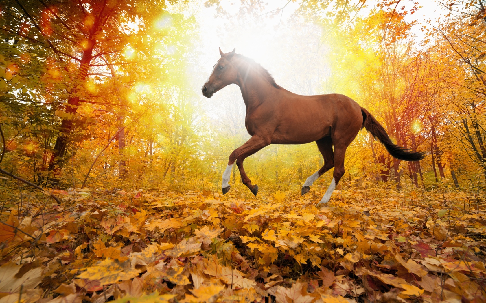 horses in fall leaves, forest, yellows, , ,    