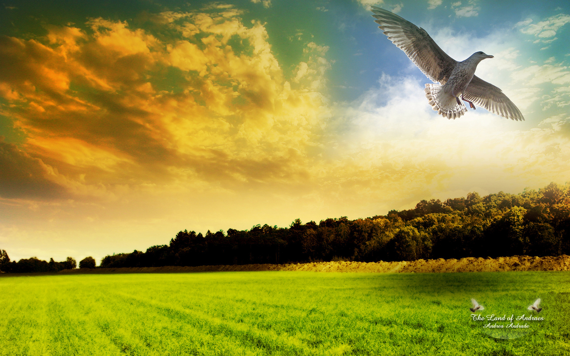 Heaven bird. Птицы в небе. Полет птицы в небе. Птицы на фоне неба. Птицы над лесом.