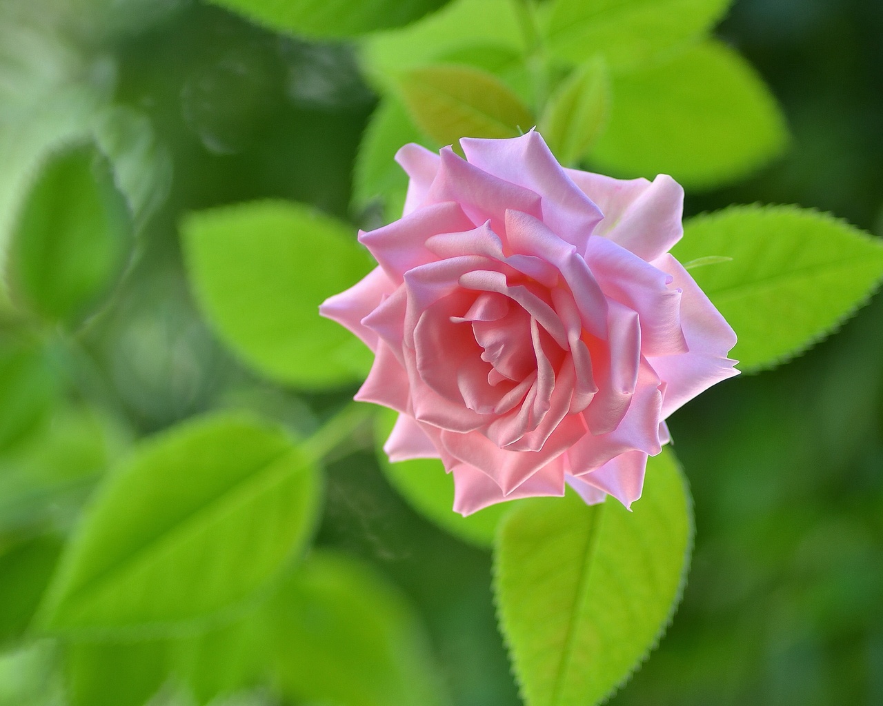 rose, bud, macro