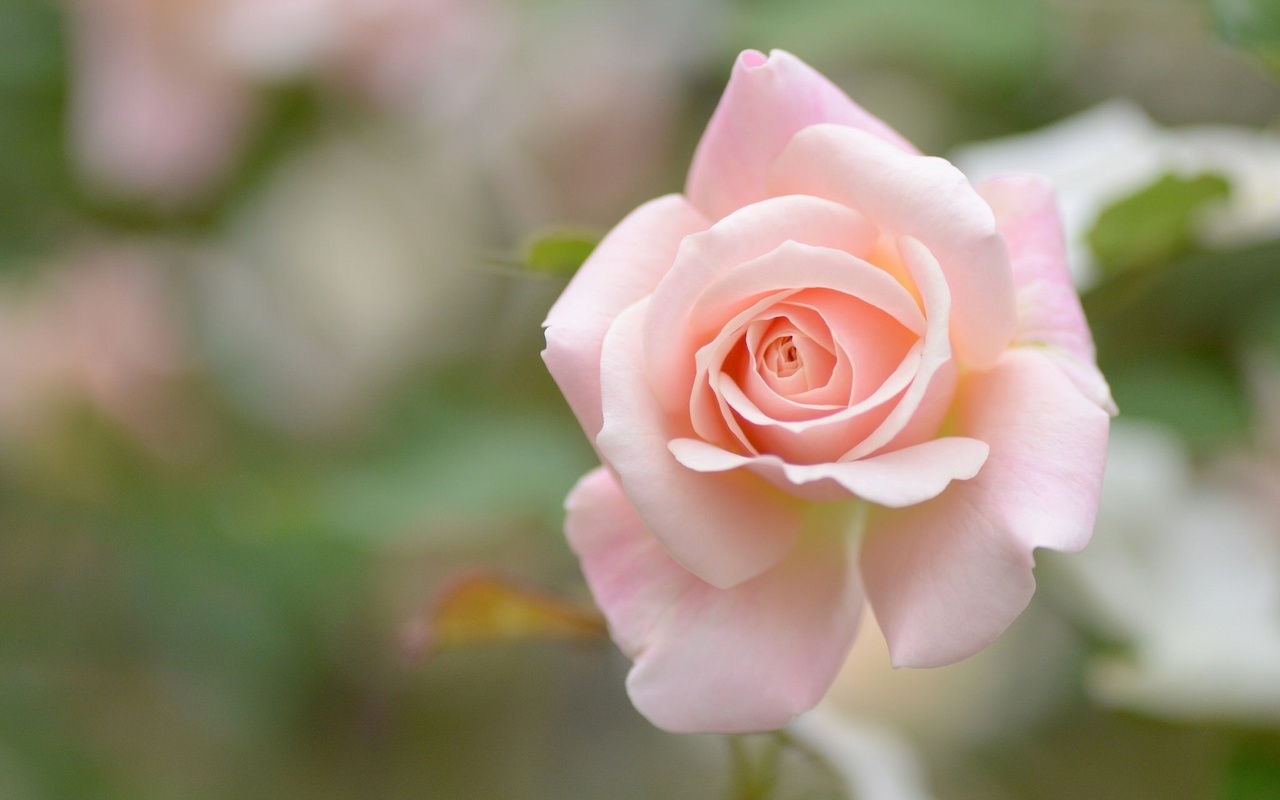 rose, bud, macro, bokeh