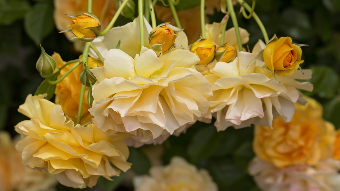 yellow roses, roses, buds