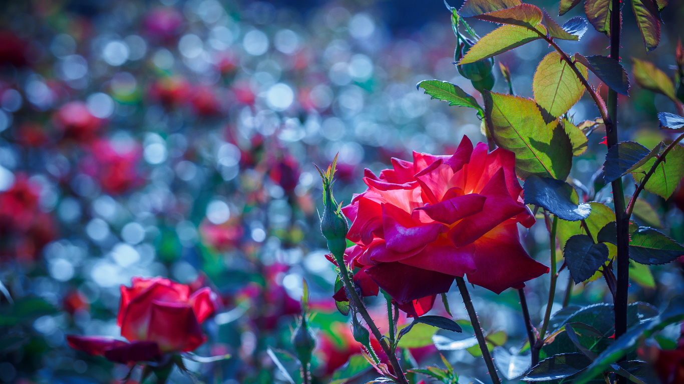 branch, foliage, flowers, rose, macro, ,,,,,,,,,,,,,,,,,,,,,,,,,,,,,,,,,,.,,,,,,,,..,.,,,,,,,,,,,,.....,,,,,,,..,,,,....,.,.,,,,,,.,,,